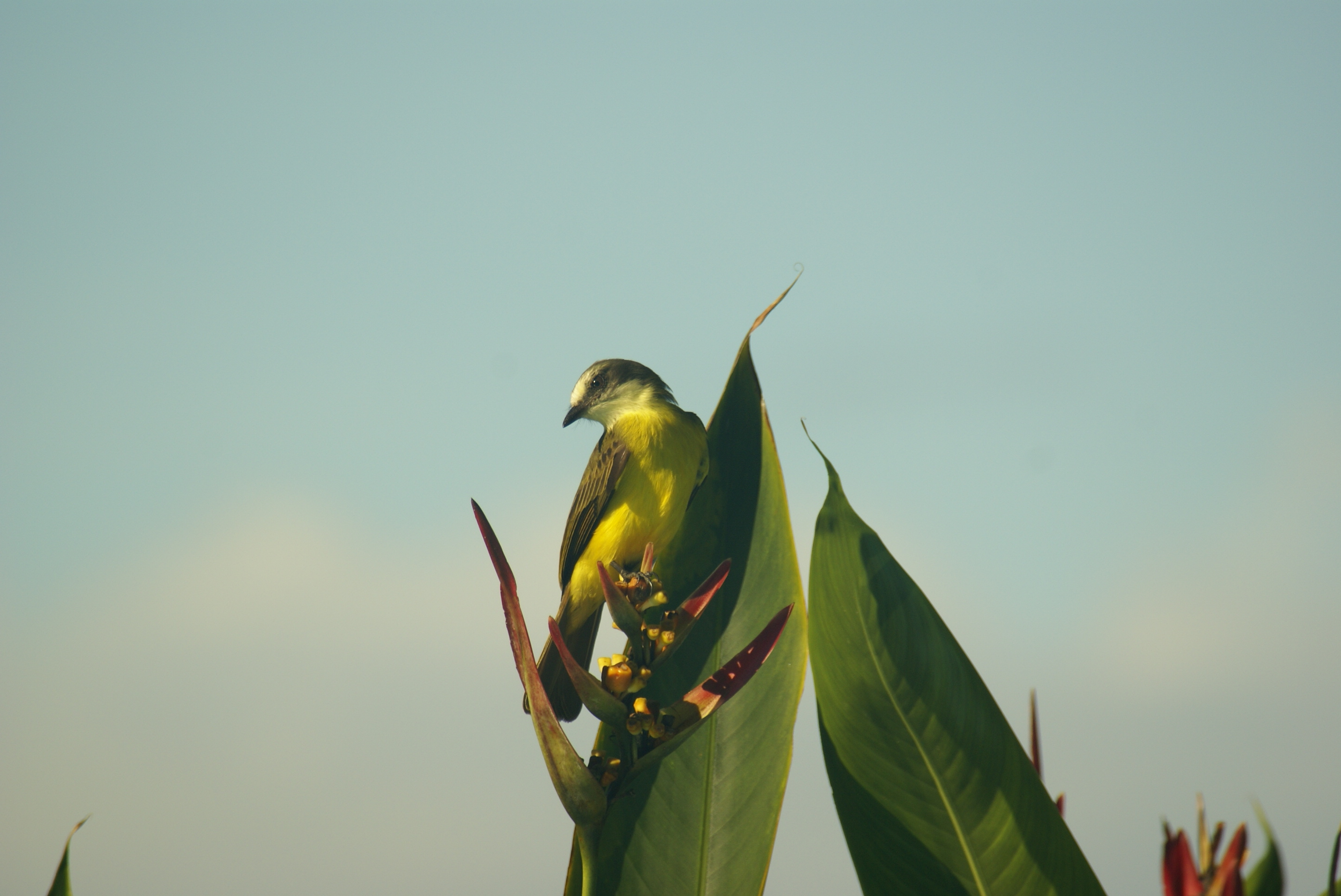 Birdwatching on the Southern Pacific Coast