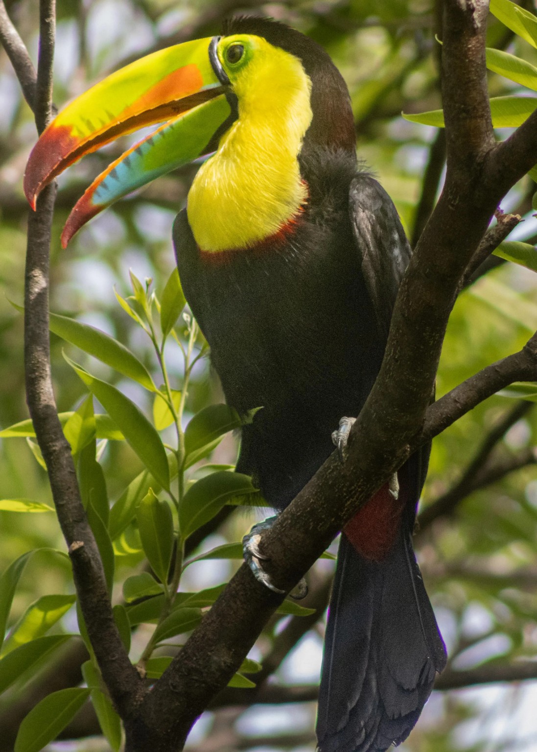 The Vista Bendita Wildlife Show: What You’ll See from the Deck